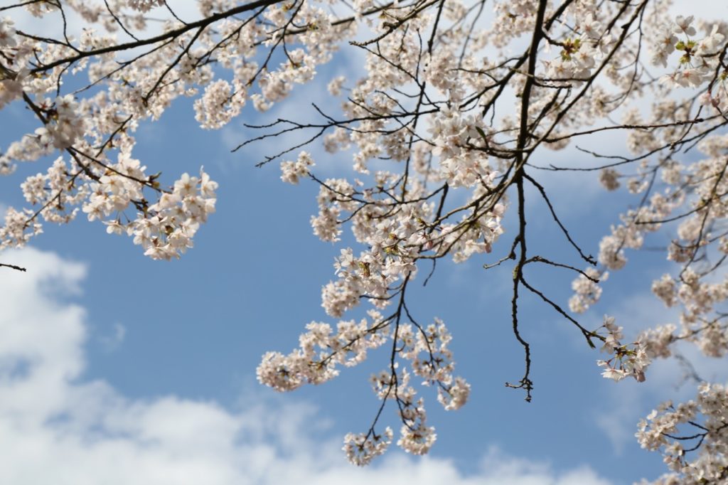 März: Weiße Blüten vor blauem Himmel