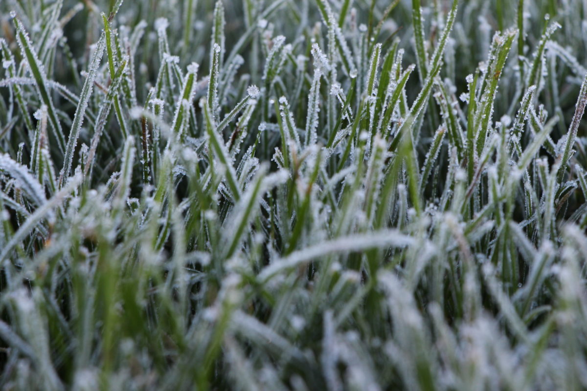 Winter: Gefrorene Wiese 