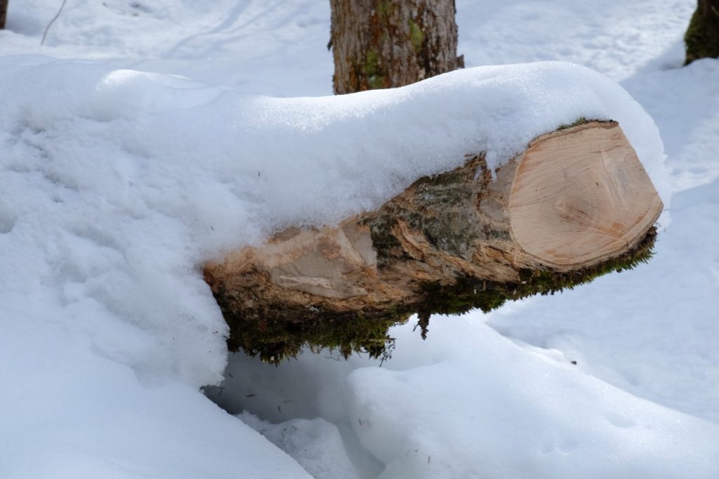 Januar: Bild von einem eingeschneiten Baumpfahl