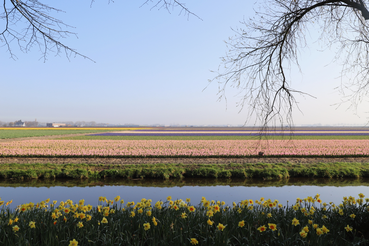 Keukenhof: Aussicht auf die Tulpenfelder