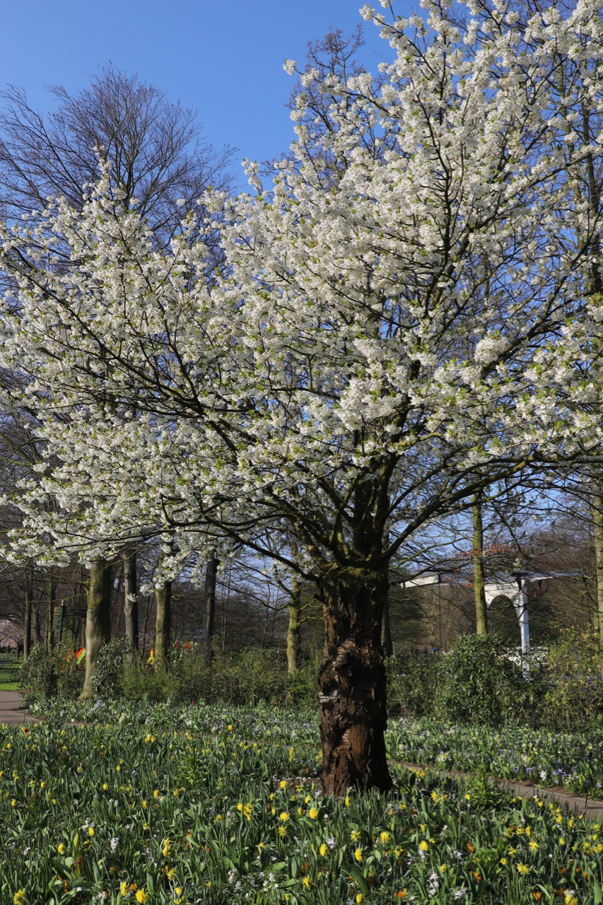 Keukenhof: Baum in weißer Blüte in Tulpenfeld