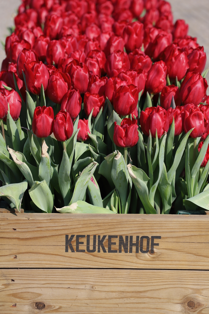 Keukenhof: Holzkiste mit roten Tulpen