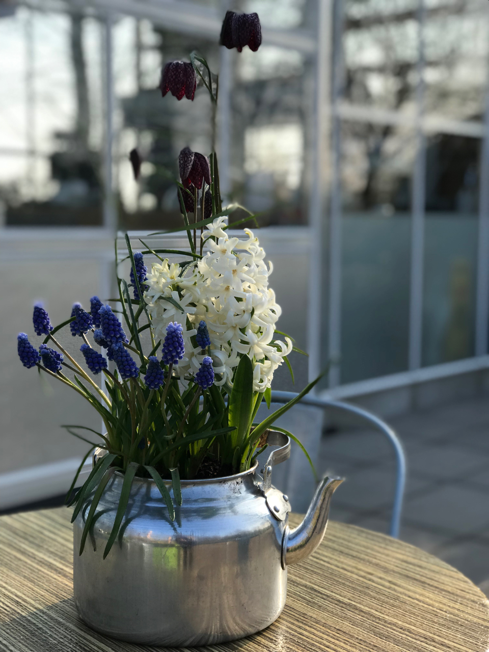 Keukenhof: Alter Wasserkessel mit Blumen drin