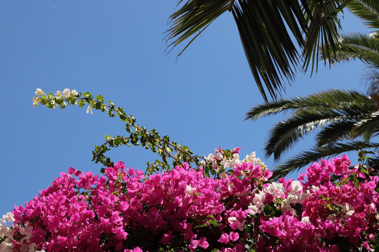 Bougainvillea vor blauem Himmel neben Palmenblättern
