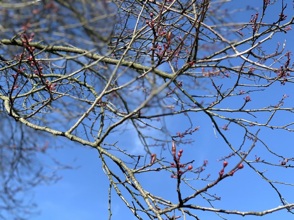 Zons: Rosa Knospen am Baum vor blauem Himmel