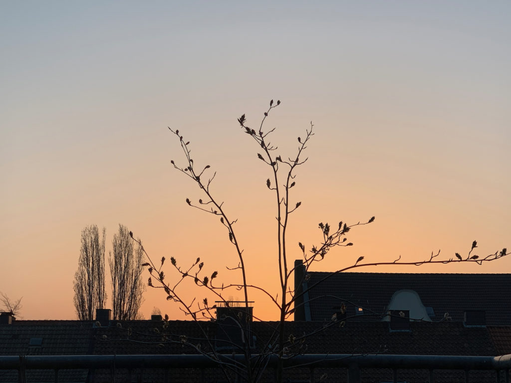 Sonnenaufgang: Scherenschnitt der Häuser und Bäume vor apricot-farbenem Himmel