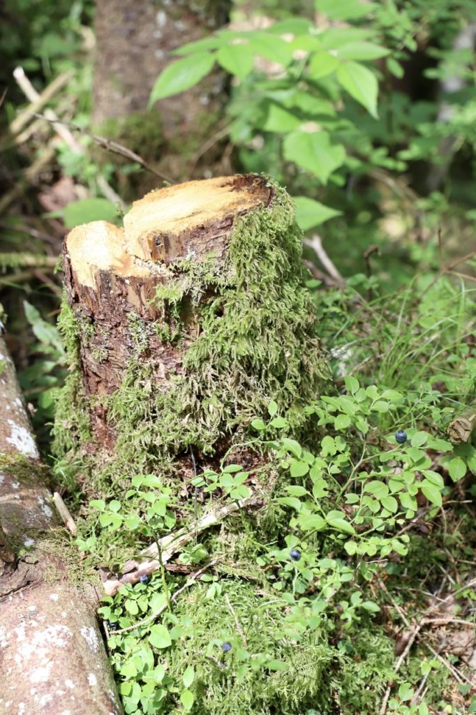 Zauberwald Ramsau: Vermooster Baumstumpf und Blaubeeren