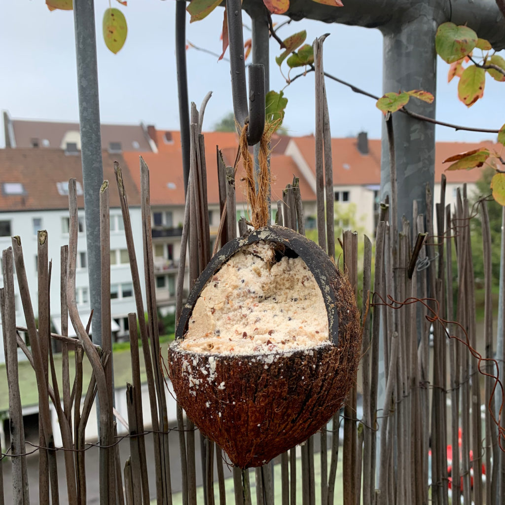 Vögel: Vogelfutter in einer halben Kokosnuss