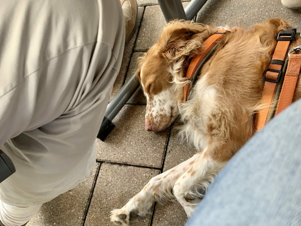 Hund Lise liegt im Restaurant unter dem Tisch und schläft