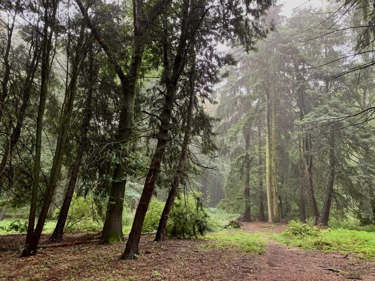 Rombergpark herbstlich: Man sieht Nadelbäume und dazwischen Nebel
