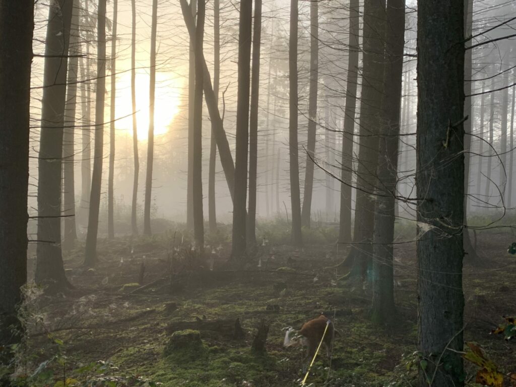 Nebliger Morgen im Wald: Nadelbaumstämme mit Spinnweben zwischen den Ästen. Im Hintergrund deutet sich die Sonne durch den Nebel an.