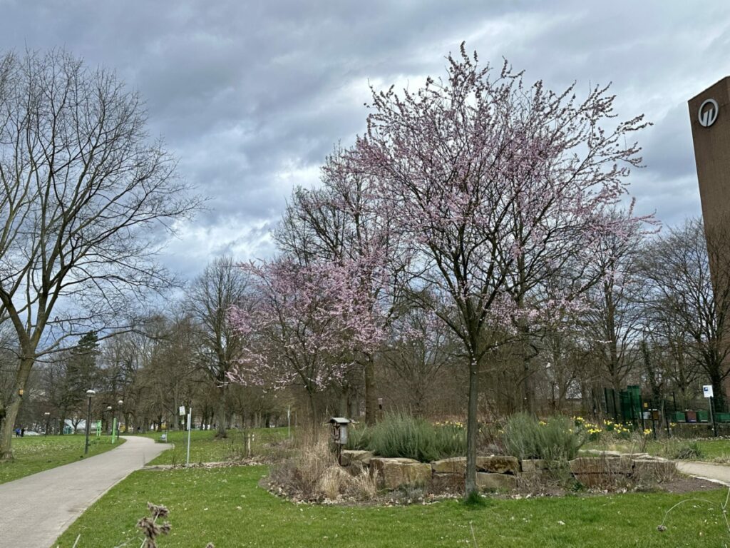 Blühende Bäume und Narzissen vor dramatischem Himmel