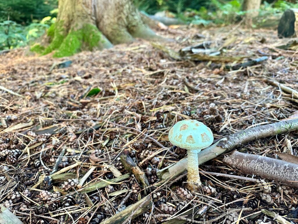 Weißer Pilz (Knollenblätterpilz?) auf Waldboden, im Hintergrund ein Nadelaumstamm 