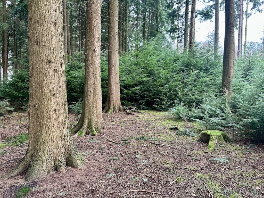 Nadelwald mit einem bequemen Baumstumpf