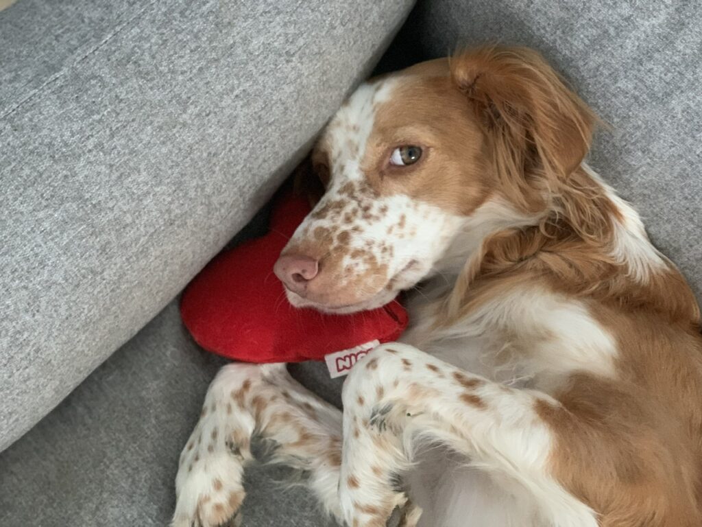 Hund liegt mit Plüsch-Herz im Körbchen und schaut Fotografin an.