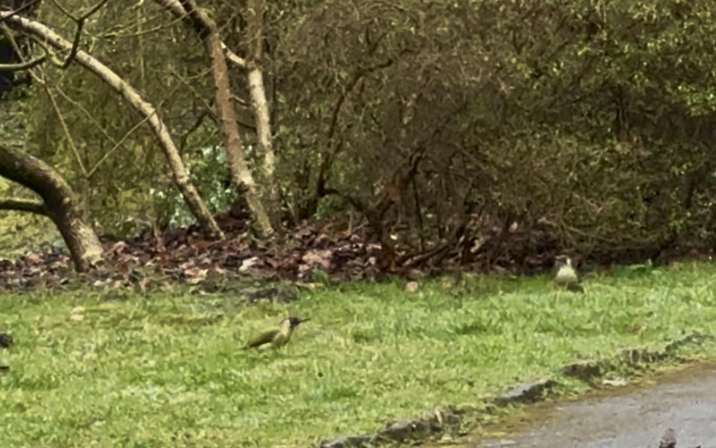 2 Grünspechte im Rombergpark auf einer Wise vor einem Busch