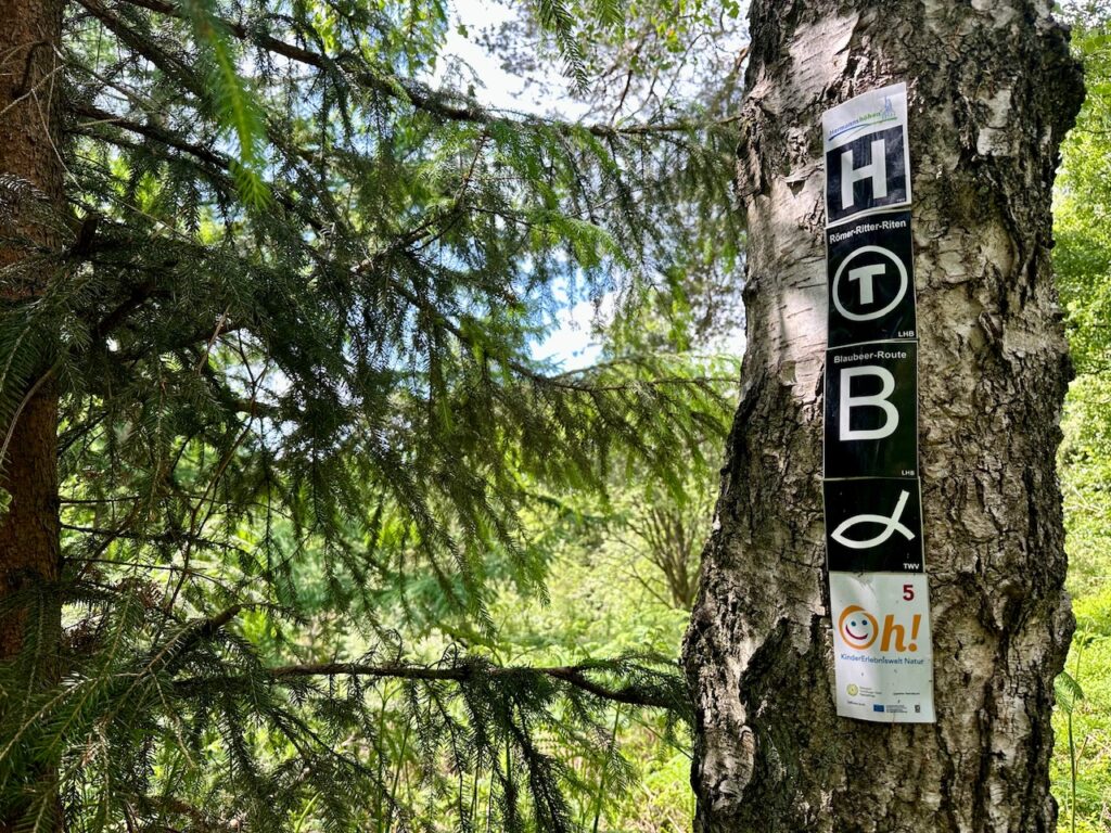 Markierung "Blaubeer-Route" an eine alten Birke, daneben ein Nadelbaum.
