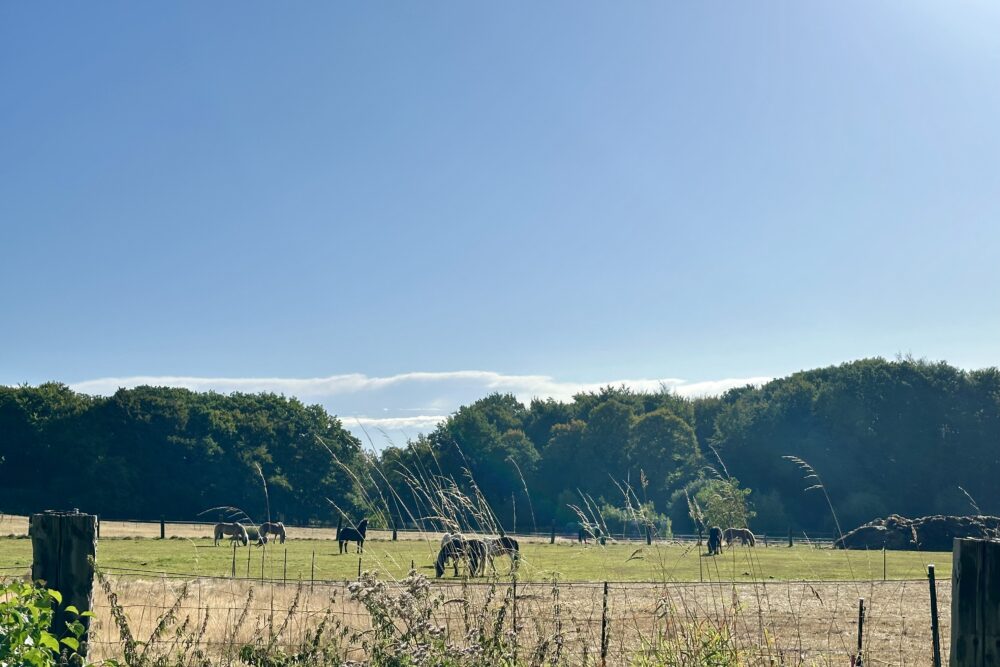 Pferde auf der Weide bei blauem Himmel